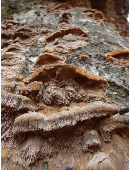 On a moribund beech adjacent to various other fungus species in the New Forest, UK.